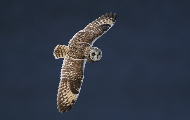 October 2015: Rye Harbour Nature Reserve Sightings